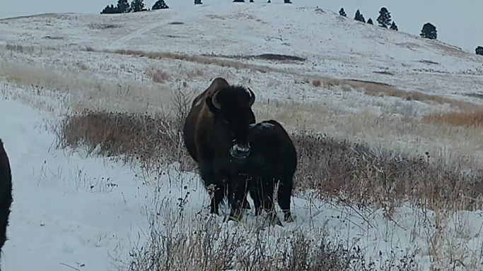 Pte Oyate, Buffalo Nation